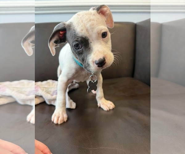 Medium Photo #3 American Staffordshire Terrier-Unknown Mix Puppy For Sale in Holly Springs, NC, USA