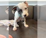 Small #2 American Staffordshire Terrier Mix