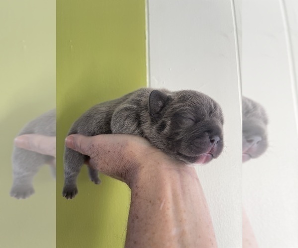 Medium Photo #7 French Bulldog Puppy For Sale in ROCKVILLE, MD, USA