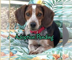 Beagle Dogs for adoption in Dunnellon, FL, USA