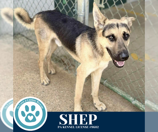 Medium Photo #2 German Shepherd Dog Puppy For Sale in Kimberton, PA, USA