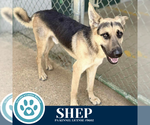 Small #1 German Shepherd Dog
