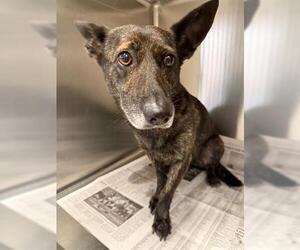 German Shepherd Dog-Unknown Mix Dogs for adoption in Houston, TX, USA