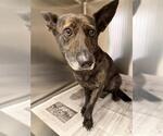 Small German Shepherd Dog Mix