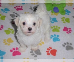 Maltese Puppy for sale in ORO VALLEY, AZ, USA