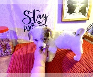 Chorkiepoo Puppy for sale in TILDEN, IL, USA