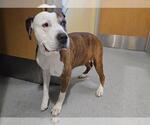 Small American Bulldog