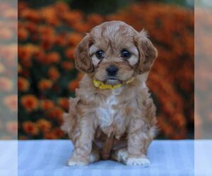 Cavapoo Puppy for sale in ANNVILLE, PA, USA