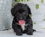 Small #5 Poodle (Toy)