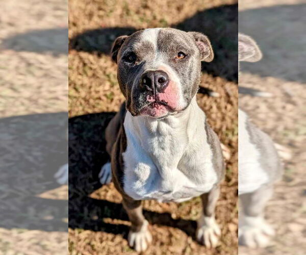 Medium Photo #3 American Pit Bull Terrier-Unknown Mix Puppy For Sale in Anniston, AL, USA
