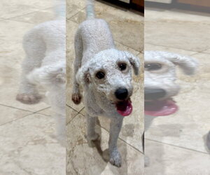 Poodle (Miniature) Dogs for adoption in Boca Raton, FL, USA
