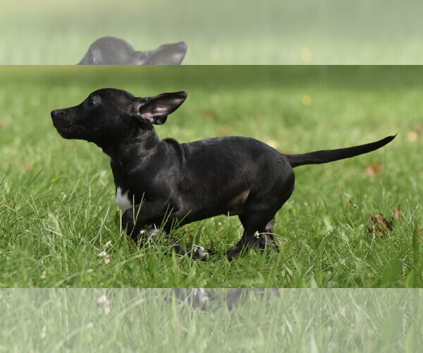 Medium Photo #4 Chiweenie Puppy For Sale in Mechanicsburg, PA, USA