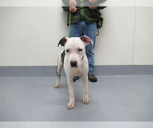 Mutt Dogs for adoption in Louisville, KY, USA