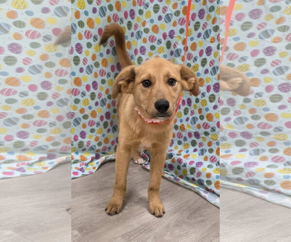 Medium Photo #3 Gollie Puppy For Sale in Attalka, AL, USA