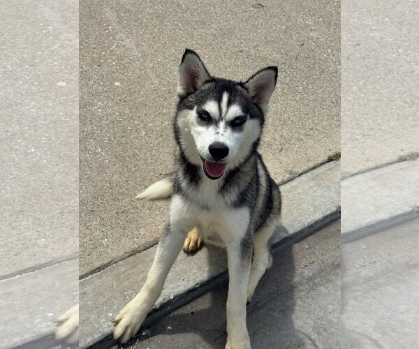 Medium Photo #4 Alusky Puppy For Sale in Newport Beach, CA, USA
