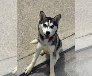 Baja - Female Alusky Dog for Adoption - Photo #4