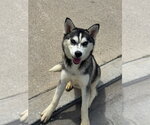 Small #3 Alusky