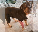 Small #1 Rottweiler
