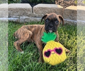 Boxer Puppy for sale in INDIANAPOLIS, IN, USA