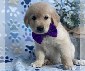 Anatolian Shepherd-Golden Retriever Mix Puppy for sale in LANCASTER, PA, USA