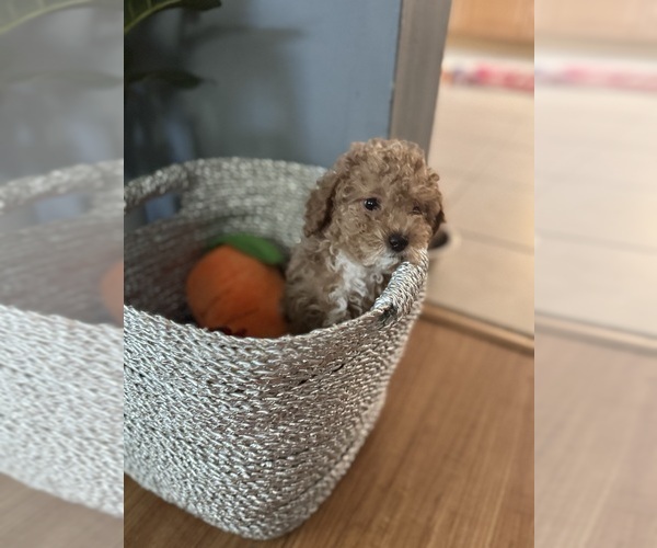 Medium Photo #1 Poodle (Toy) Puppy For Sale in MANSFIELD, MA, USA