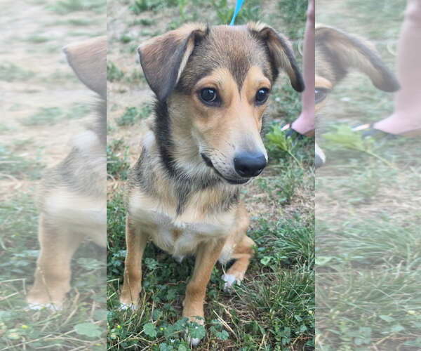 Medium Photo #4 German Shepherd Dog-Unknown Mix Puppy For Sale in Denver , CO, USA
