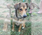Small #3 German Shepherd Dog Mix