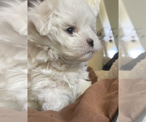 Maltese Puppy for sale in REDDING, CA, USA