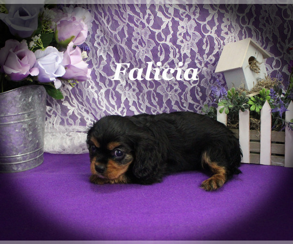 Medium Photo #10 Cavalier King Charles Spaniel Puppy For Sale in CHANUTE, KS, USA