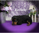 Small #9 Cavalier King Charles Spaniel