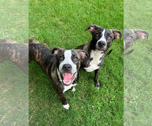 Bella - Female American Staffordshire Terrier-German Shepherd Dog Mix Dog for Adoption - Photo #16