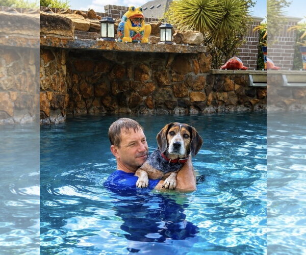 Medium Photo #6 Bagle Hound Puppy For Sale in Euless, TX, USA