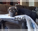 Puppy Zeus German Shepherd Dog