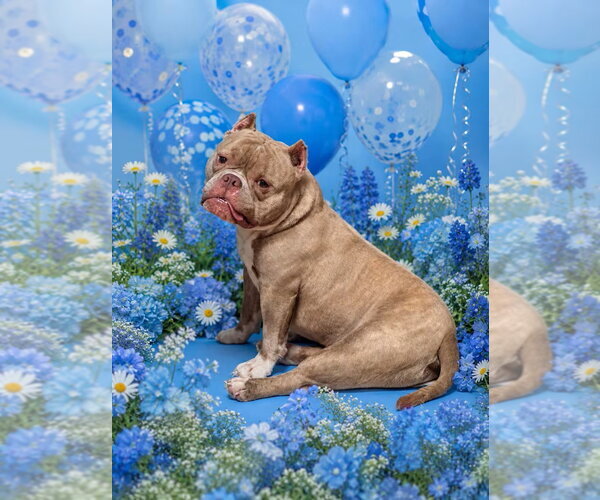 Medium Photo #6 Bulldog-Unknown Mix Puppy For Sale in Spotsylvania, VA, USA