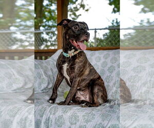 American Pit Bull Terrier-Chocolate Labrador retriever Mix Dogs for adoption in Martinsburg, WV, USA