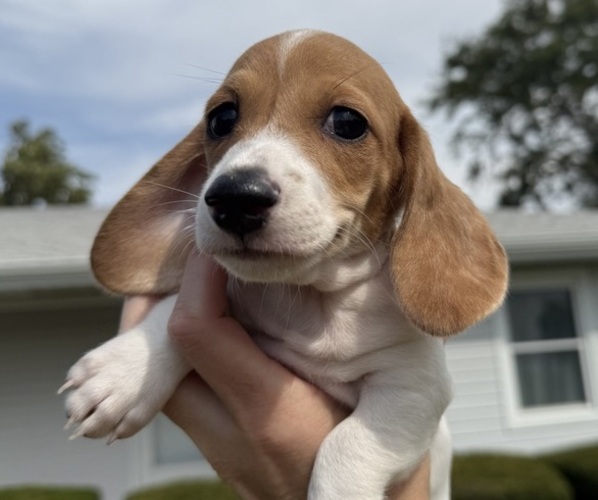 Medium Photo #1 Dachshund Puppy For Sale in ASHLAND, NE, USA