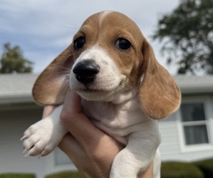 Medium Dachshund