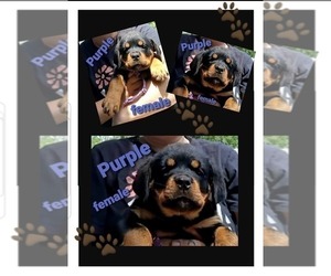 Medium Rottweiler