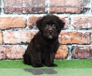 YorkiePoo Puppy for sale in BEL AIR, MD, USA