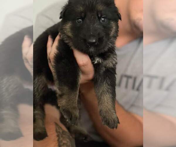 Medium Photo #1 German Shepherd Dog Puppy For Sale in GEORGETOWN, TN, USA