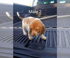 Beagle Puppy for sale in BULLS GAP, TN, USA