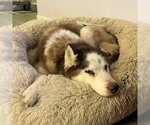Small #1 Siberian Husky