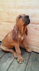 Bloodhound Puppy for sale in SURGOINSVILLE, TN, USA