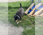 Small #4 Australian Shepherd-Rottweiler Mix