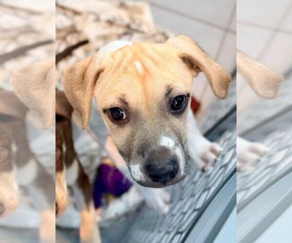 Medium Photo #1 Mutt Puppy For Sale in New London, WI, USA