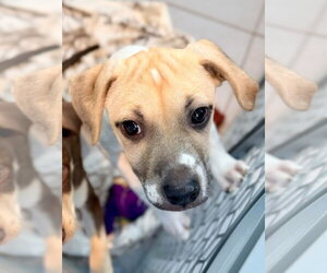 Mutt Dogs for adoption in New London, WI, USA