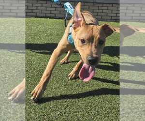 Pharo - Male Labrador Retriever-Unknown Mix Dog for Adoption - Photo #6