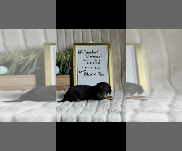 Medium Photo #1 Dachshund Puppy For Sale in NILES, MI, USA