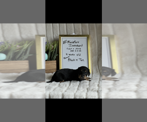 Dachshund Puppy for sale in NILES, MI, USA
