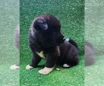 Puppy 7 Akita